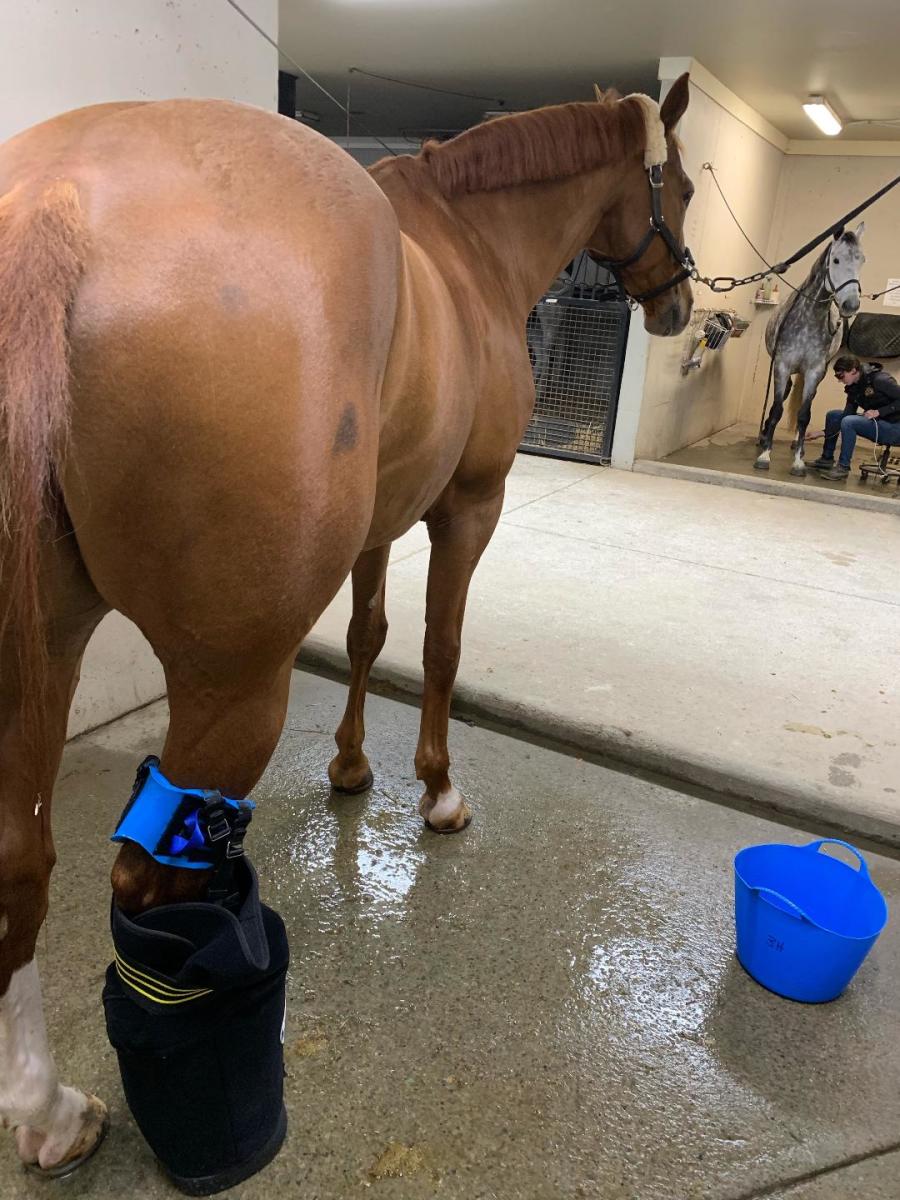 Can You Ride a Horse With Cellulitis